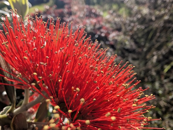 NZ Pohutukawa